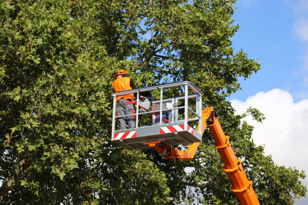 Best Tree Maintenance Programs  in Coopersburg, PA